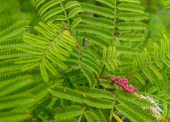 Close-up of green leaves on plant