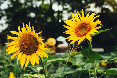 Close-up of sunflower against yellow flowering plant