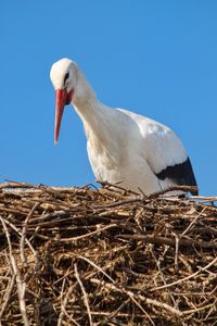 Close-up of bird in nest against clear blue sky