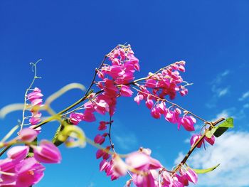 Low angle view of cherry blossoms against blue sky