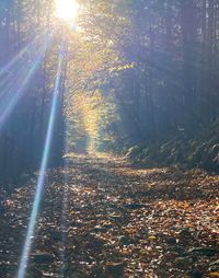 Sunlight streaming through trees in forest during autumn