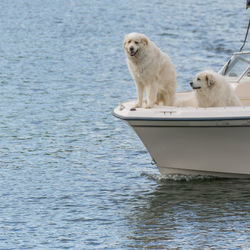 Dogs standing in boat on lake