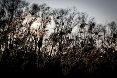 Silhouette of grass against sky during sunset