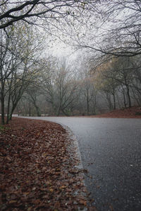 Surface level of road amidst trees during autumn