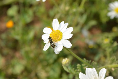 Close-up of white flowers blooming outdoors