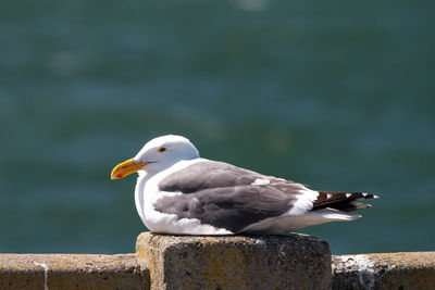 Close-up of seagull perching outdoors