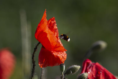 Close-up of insect on red poppy