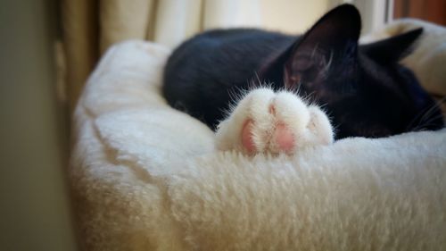 Close-up of cat resting on sofa