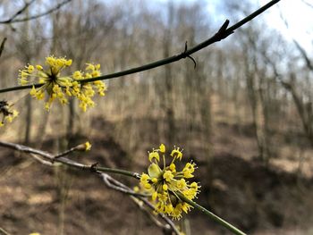 Close-up of yellow flowering plant