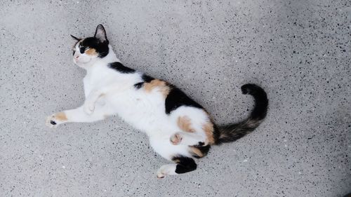 High angle view of cat