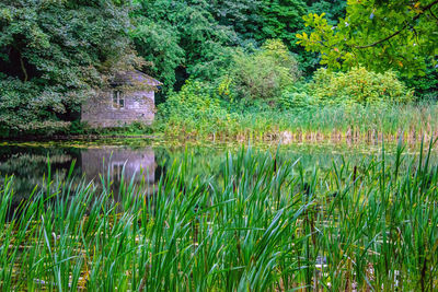 Scenic view of lake in forest