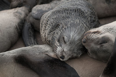 Close-up of animal sleeping