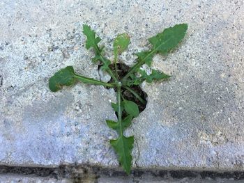 Close-up of insect on plant