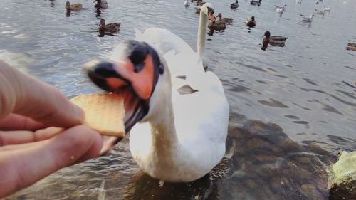 Close-up of swan swimming on lake