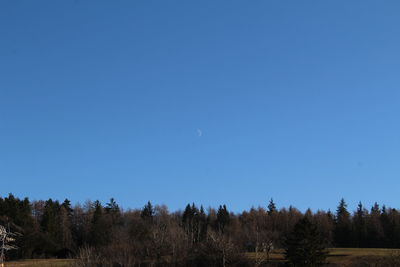 Low angle view of trees against clear blue sky