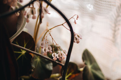 Close-up of insect on plant