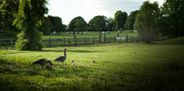 View of birds on grassy field