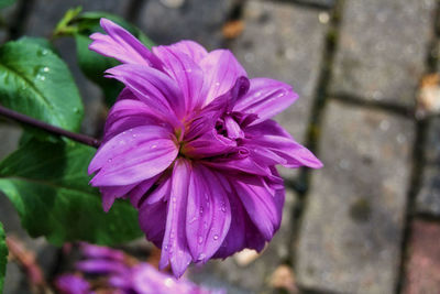 Close-up of purple flower blooming outdoors