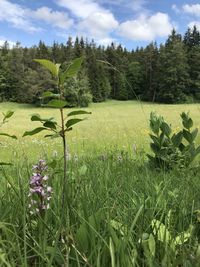 Scenic view of grassy field and trees against sky