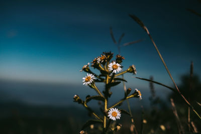 Close-up of flowering plant against blue sky