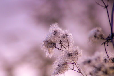 Close-up of wilted flower against tree