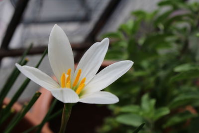 Close-up of white flowering plant