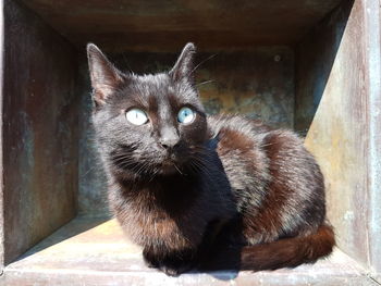 Close-up portrait of cat relaxing on wood