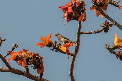 Low angle view of orange flowers on tree against sky