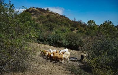 View of cows on landscape