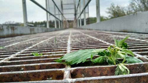 View of plants