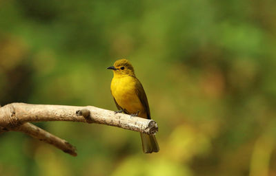 Close-up of bird perching on branch