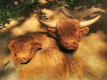 High angle view of cow on land