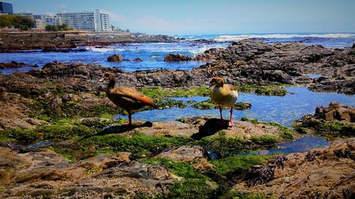 Birds by sea against sky