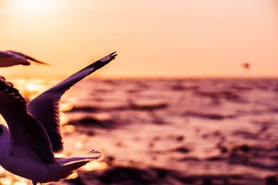 Close-up of bird on land against sea