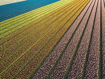 Full frame shot of colorful flowers growing on field