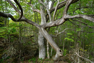 Lizard on tree