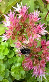 Close-up of bee on pink flowers