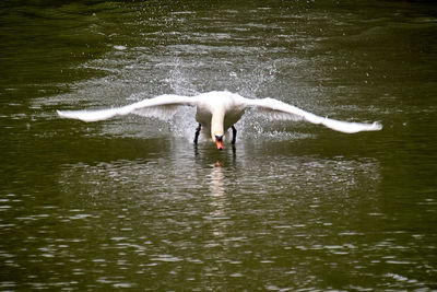 Swans swimming in lake