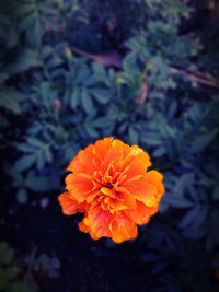 Close-up of orange flowers blooming outdoors