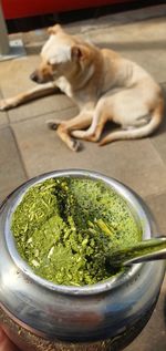 High angle view of dog on table