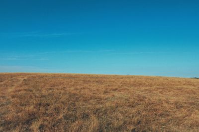 Scenic view of field against clear blue sky