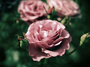 Close-up of pink rose
