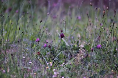 Close-up of bee on purple flowers in field