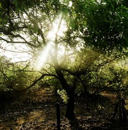 Sun shining through trees