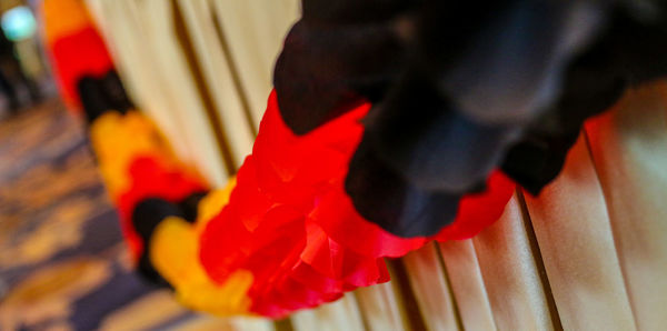 Close up of red flower