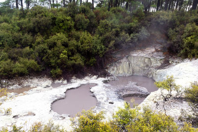 Scenic view of river amidst trees in forest