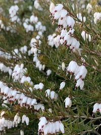 Close-up of white flowering plants on field