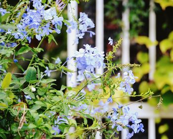 Close-up of flowers blooming outdoors