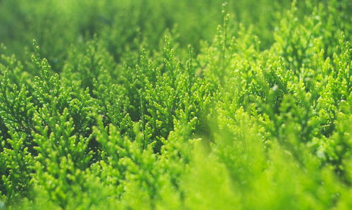 Full frame shot of fresh green leaves