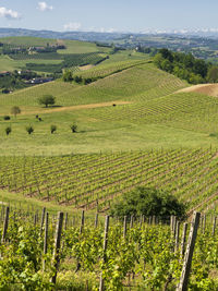 Scenic view of vineyard